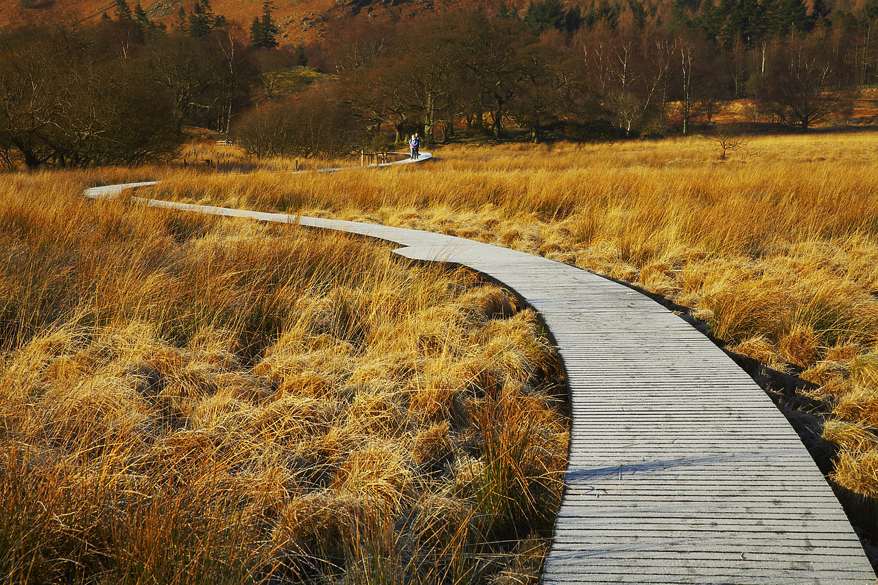 #080022-1 - Boardwalk Through Meadow, Borrowdale, Lake District National Park, Cumbria, England