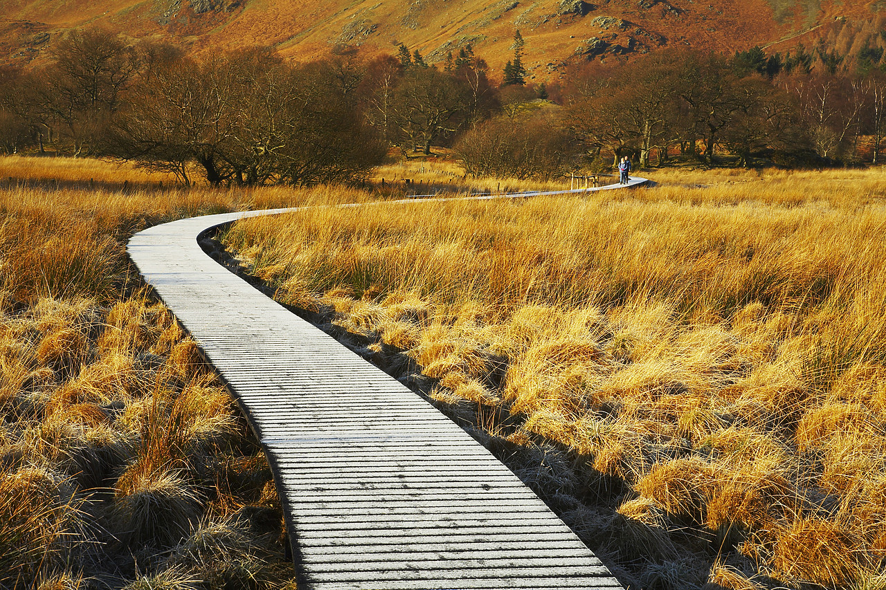 #080023-1 - Boardwalk Through Meadow, Borrowdale, Lake District National Park, Cumbria, England