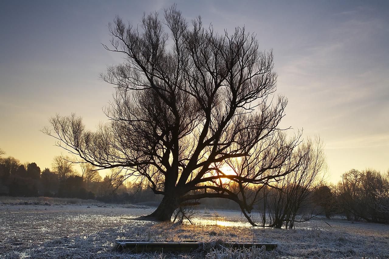#080030-1 - Tree at Sunrise in Frost, Norwich, Norfolk, England