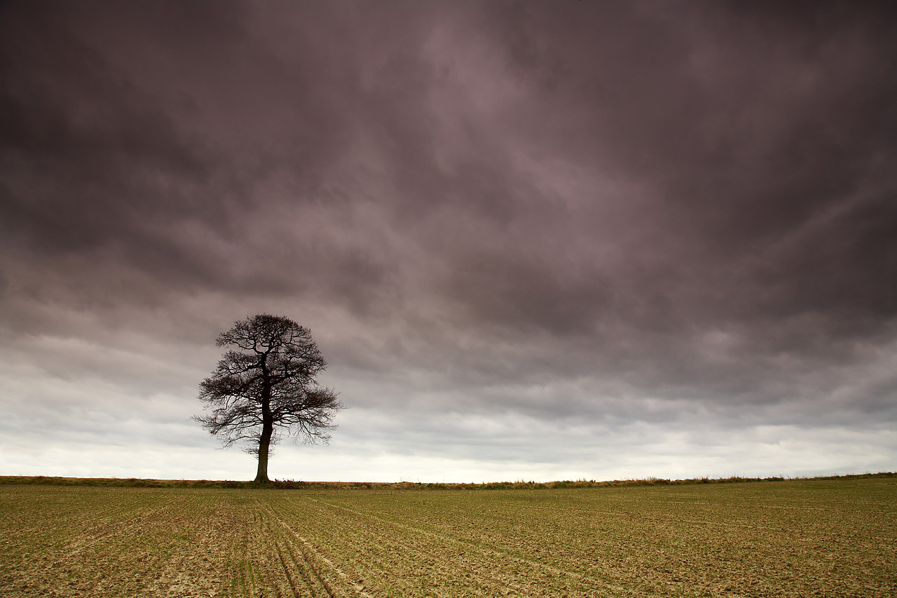 #080033-1 - Storm Clouds over Lone Tree, Norfolk, England