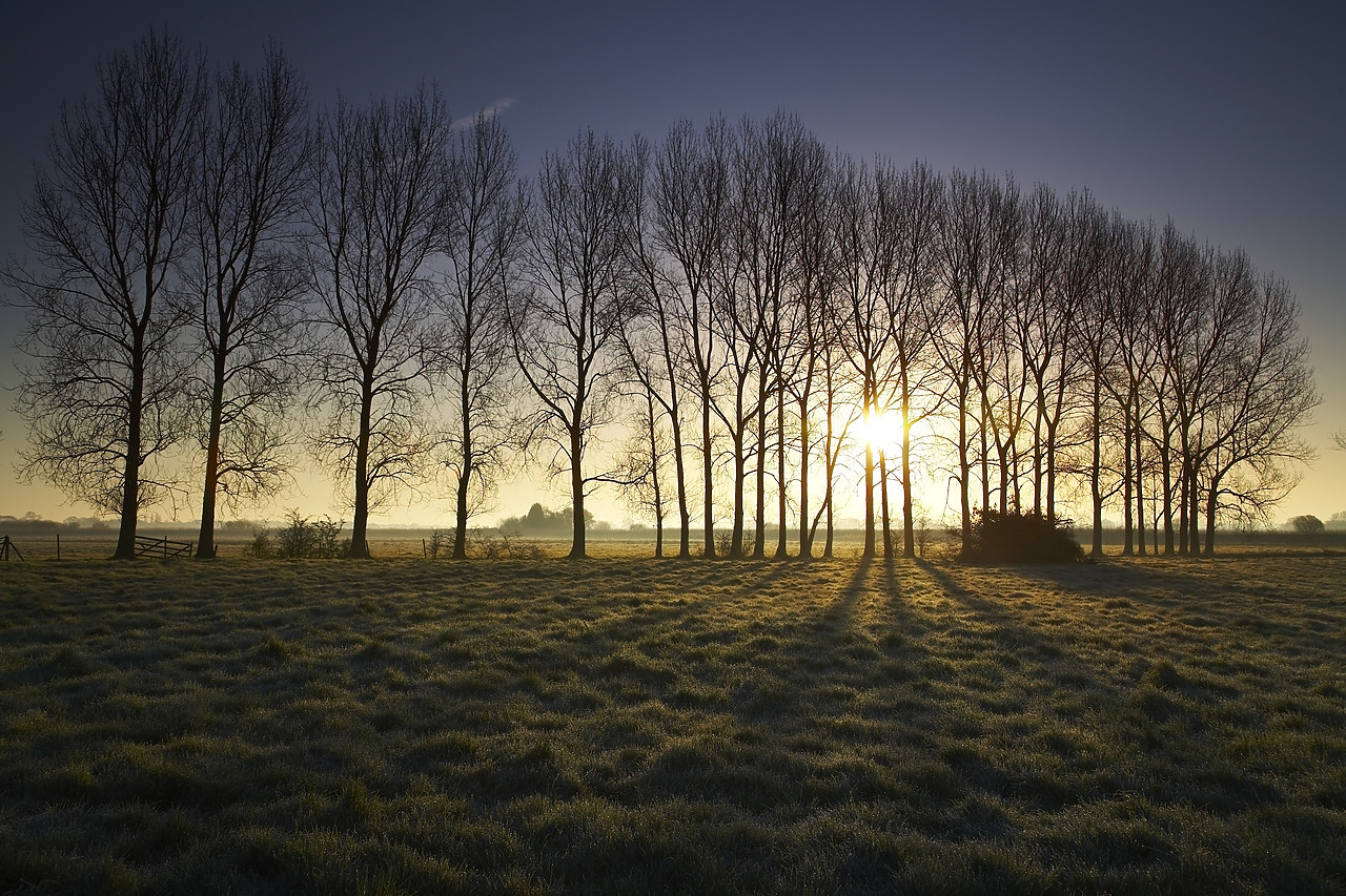 #080035-1 - Trees at Dawn, Ludham, Norfolk, England