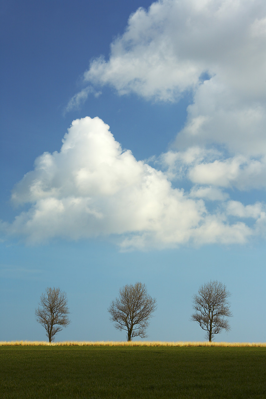 #080036-1 - Three Trees, Norfolk, England