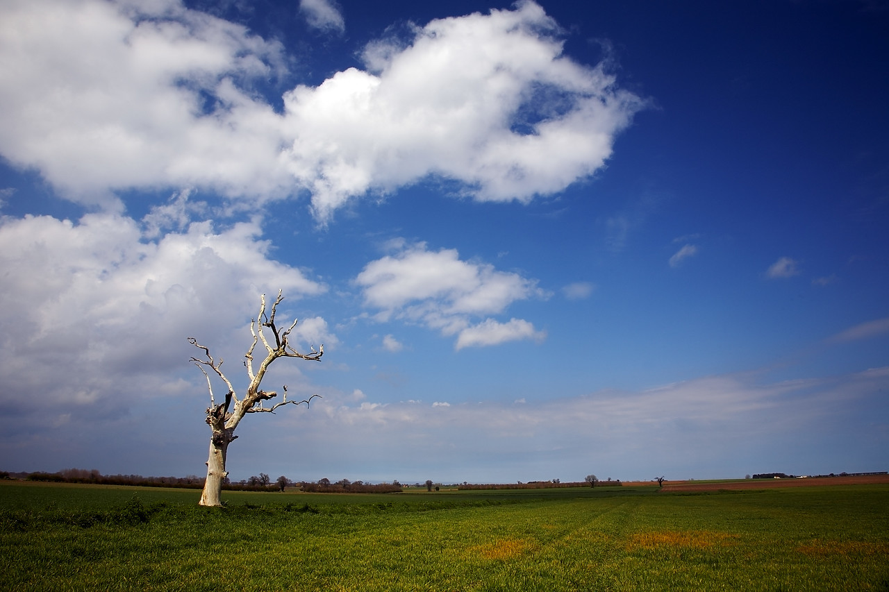 #080039-1 - Dead Tree in Field, Thurne, Norfolk, England