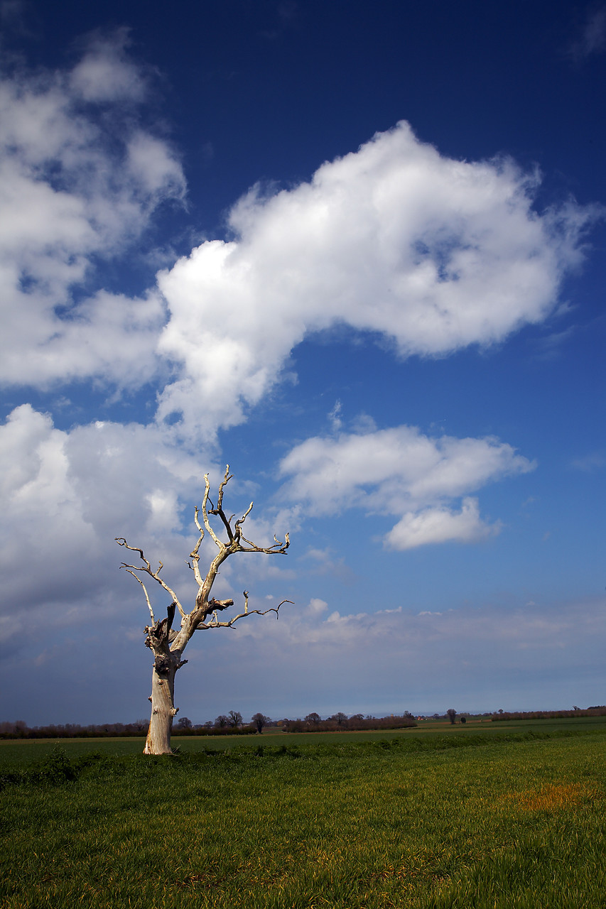#080039-2 - Dead Tree in Field, Thurne, Norfolk, England