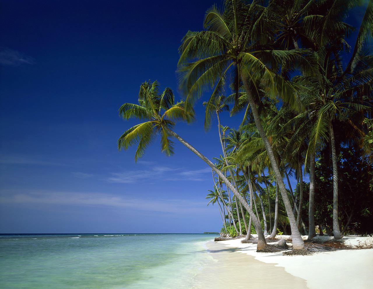 #080041-1 - Deserted Palm Fringed Beach, Kuredu, Maldives