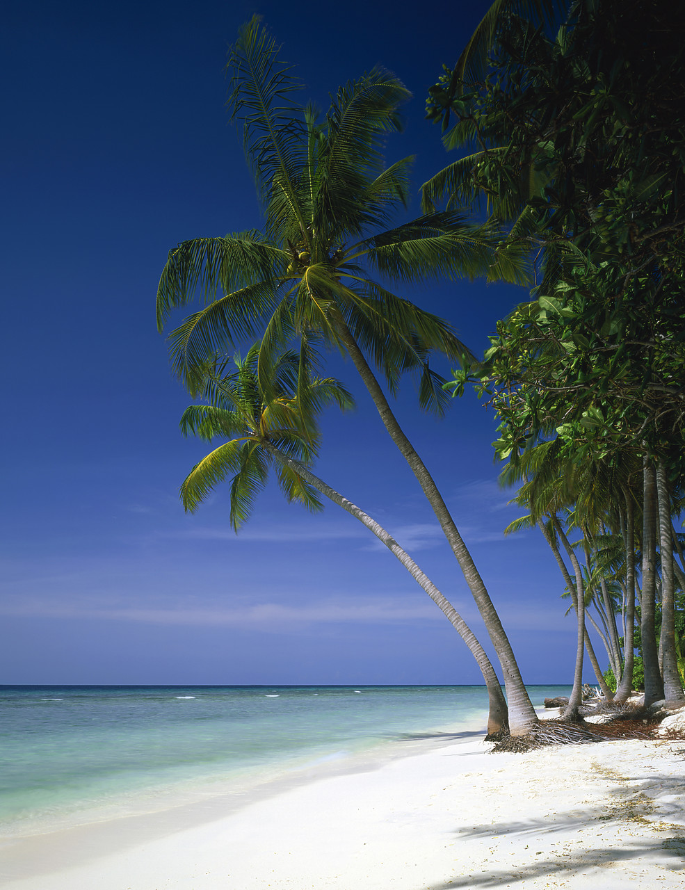 #080042-2 - Deserted Palm Fringed Beach, Kuredu, Maldives