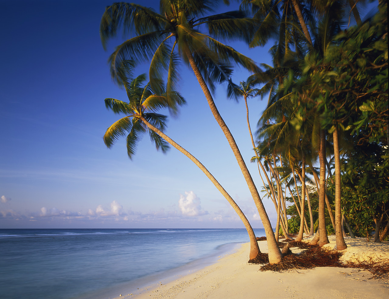 #080043-1 - Deserted Palm Fringed Beach, Kuredu, Maldives