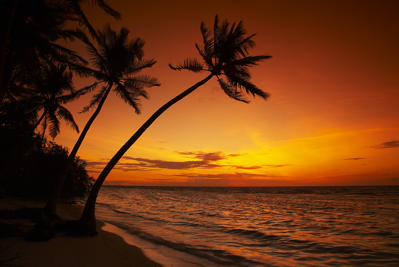#080044-1 - Palm Trees at Sunset, Kuredu, Maldives