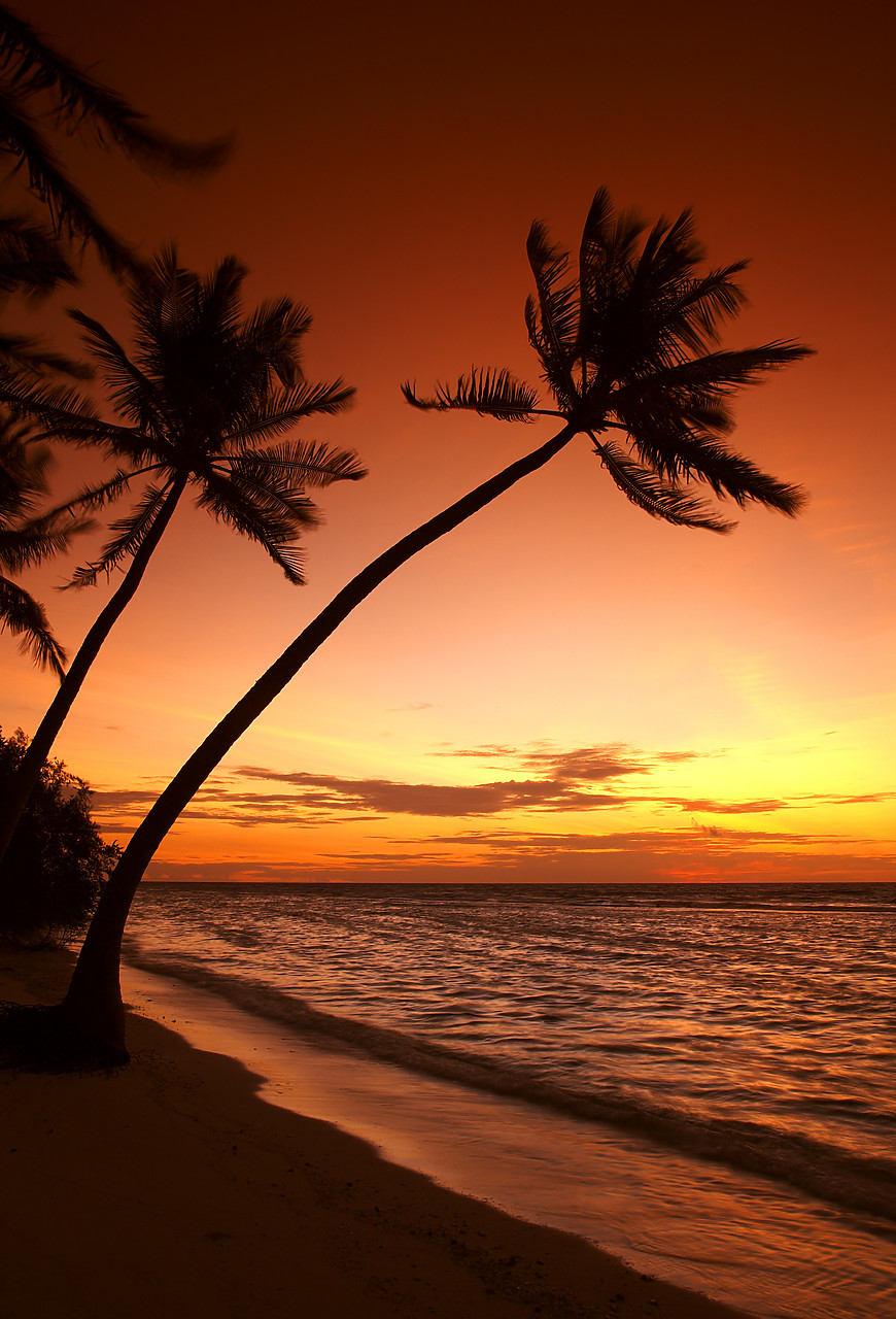 #080044-2 - Palm Trees at Sunset, Kuredu, Maldives
