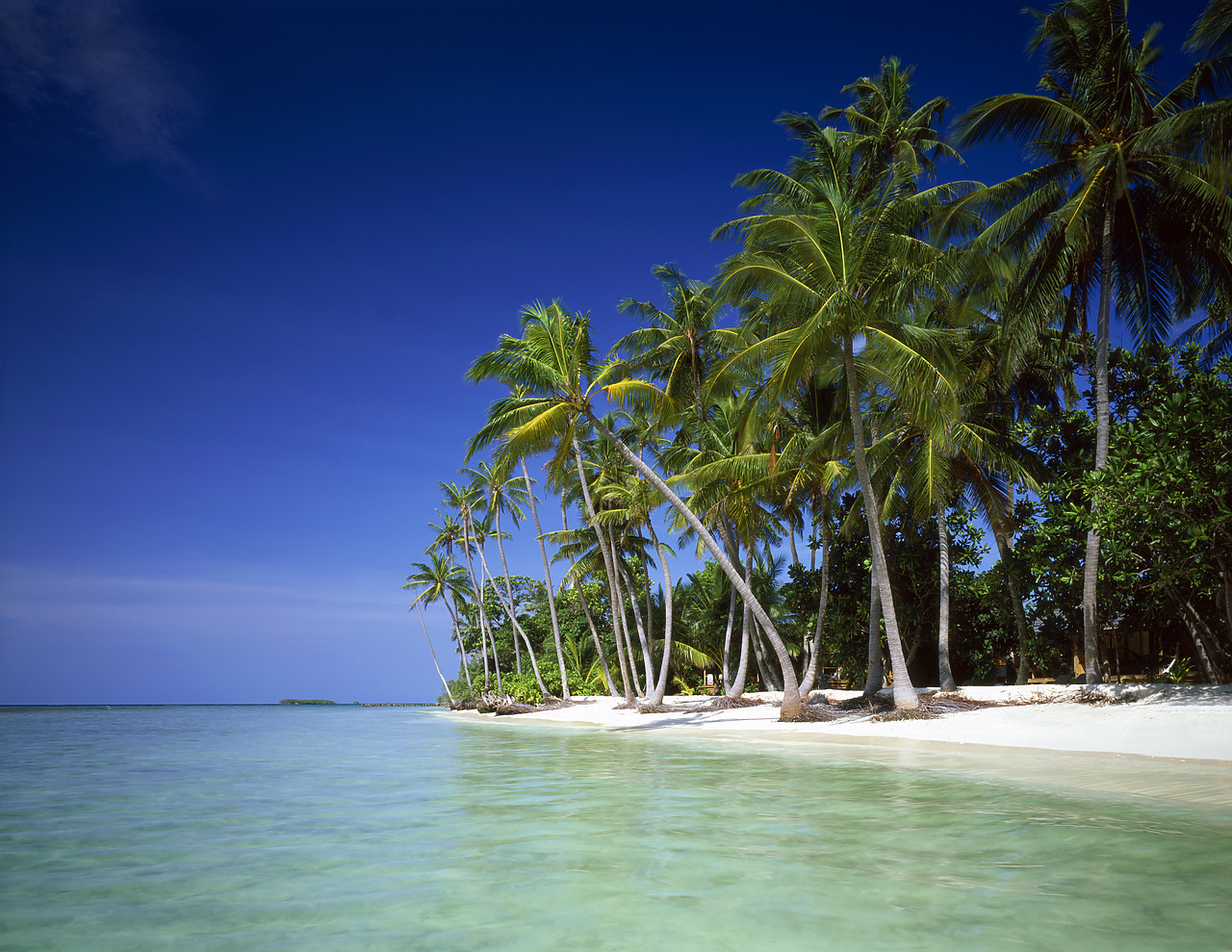 #080045-1 - Deserted Palm Fringed Beach, Kuredu, Maldives