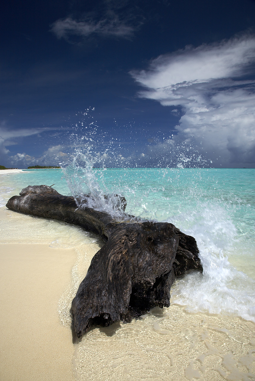 #080064-1 - Crashing Wave on Weathered Driftwood on Beach, Maldives