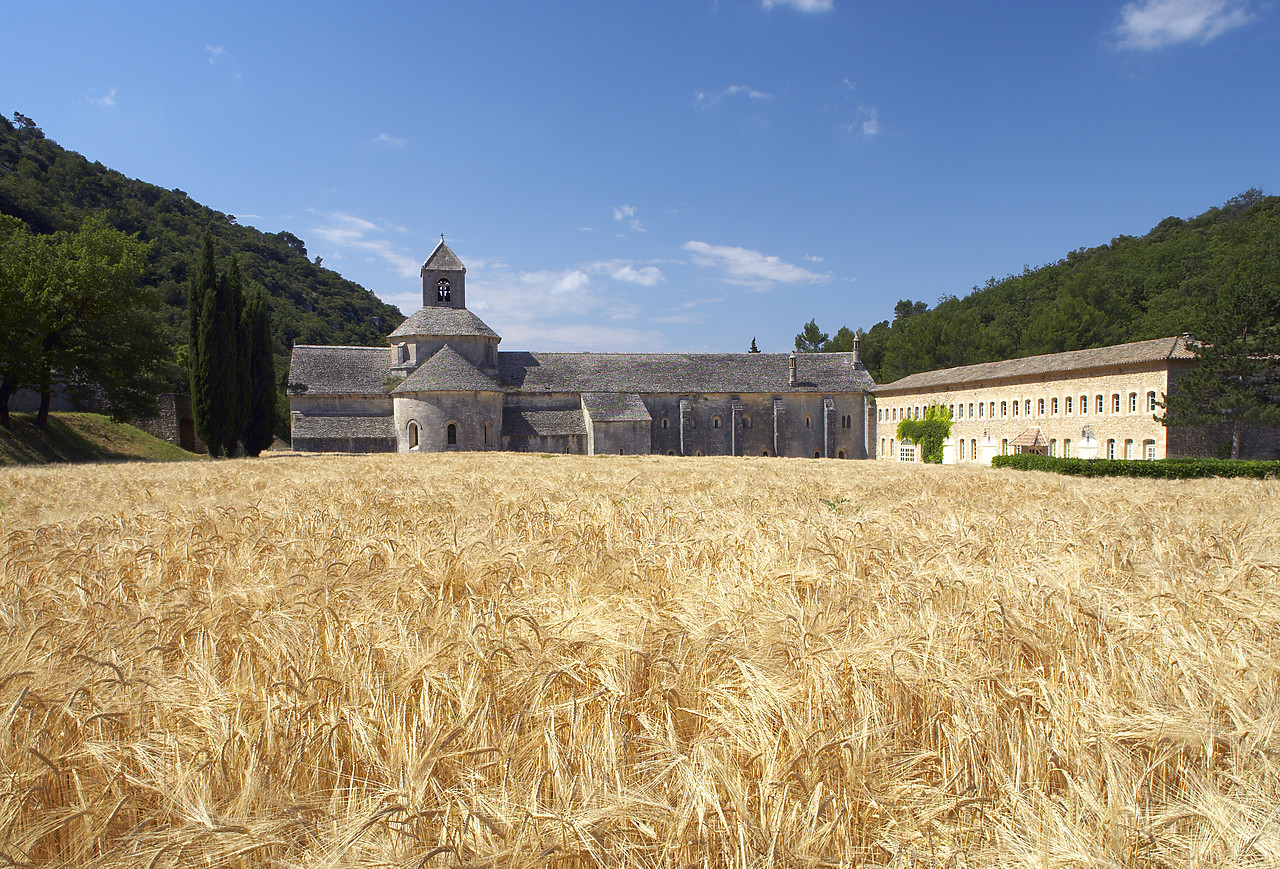 #080162-1 - Field of Barley & Senanque Abbey, Alpes de Haute, Provence, France