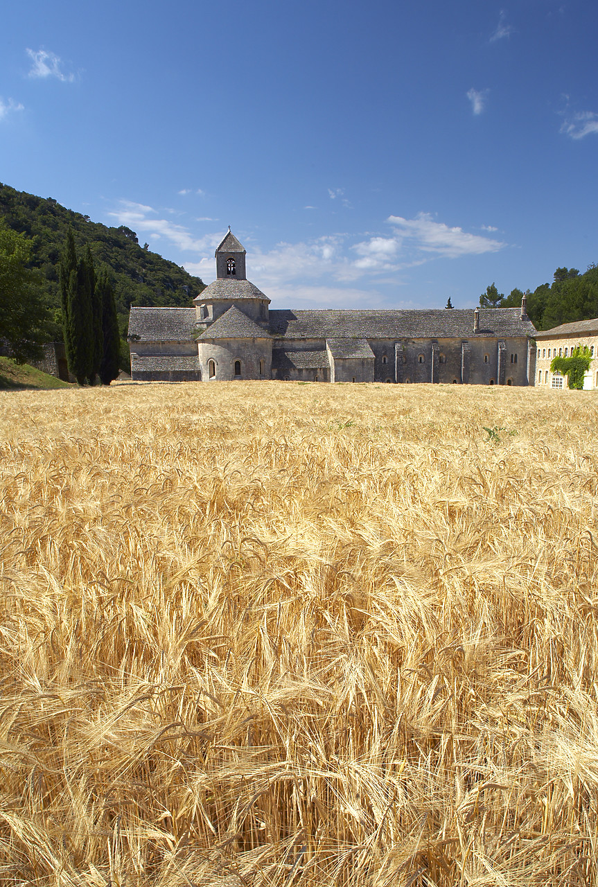 #080162-2 - Field of Barley & Senanque Abbey, Alpes de Haute, Provence, France