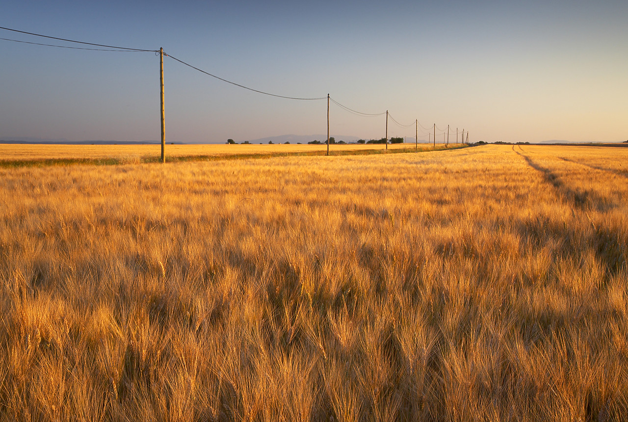 #080165-1 - Telephone Lines in Field of Barley, near Valensole, Alpes de Haute, Provence, France