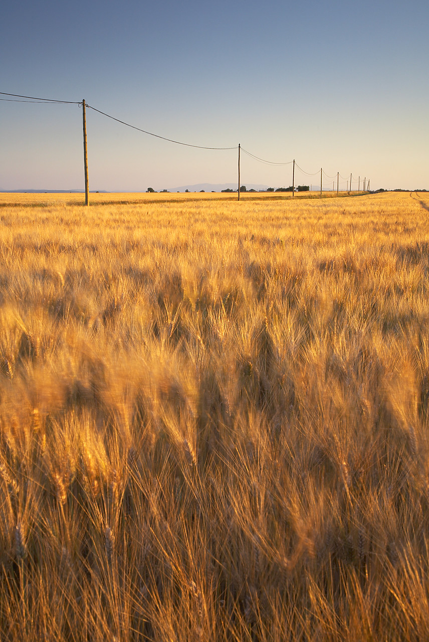 #080165-2 - Telephone Lines in Field of Barley, near Valensole, Alpes de Haute, Provence, France