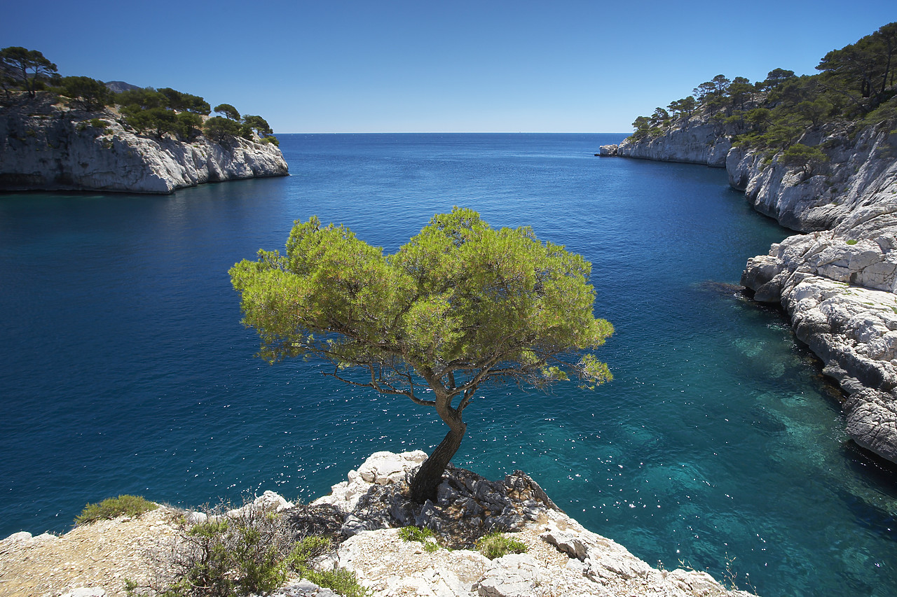 #080203-1 - Lone Pine Tree, Les Calanques, Cassis, Provence, France