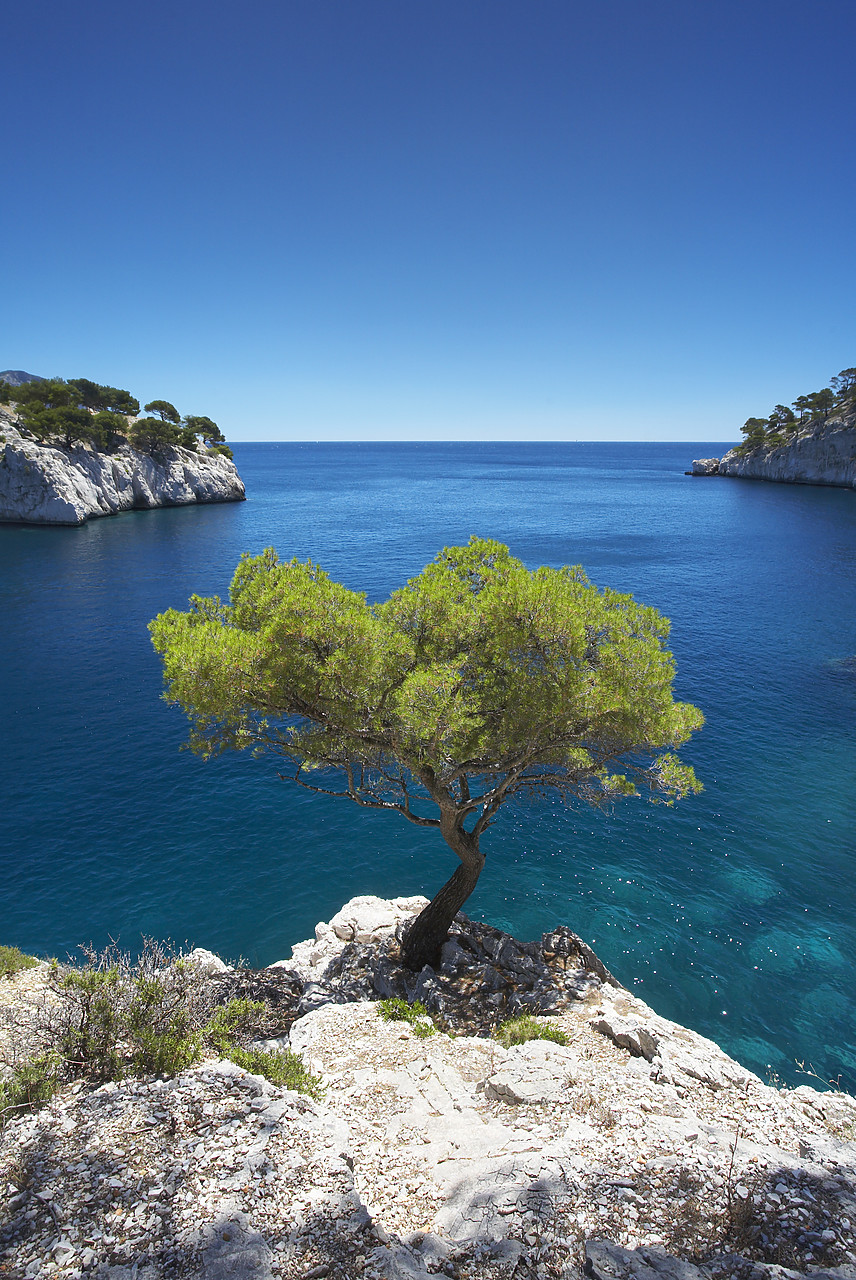 #080203-2 - Lone Pine Tree, Les Calanques, Cassis, Provence, France
