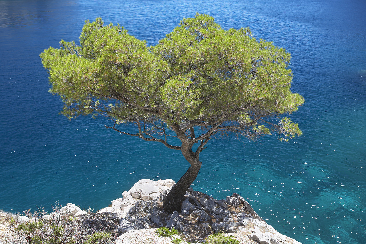 #080203-4 - Lone Pine Tree, Les Calanques, Cassis, Provence, France