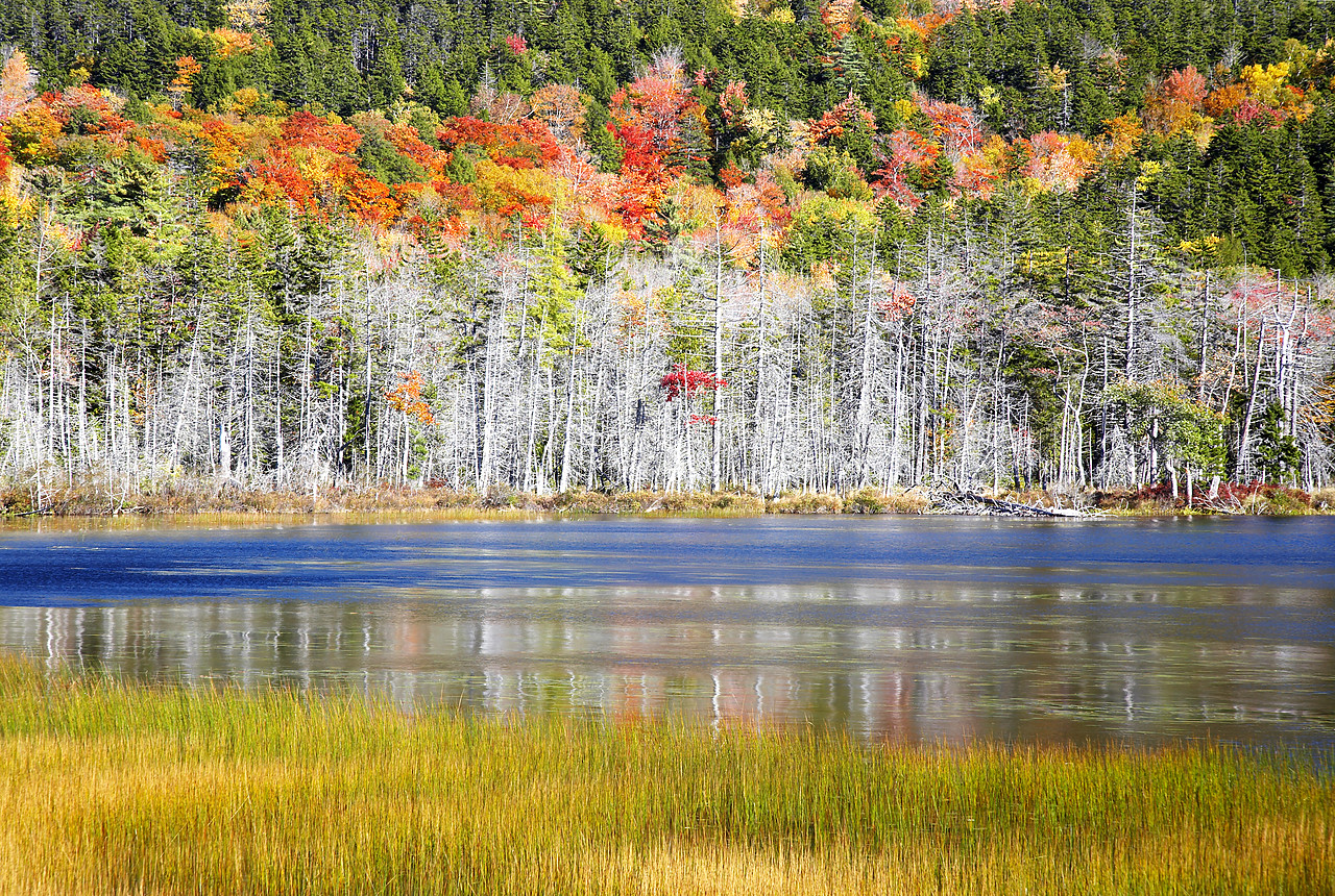 #080297-1 - Upper Hadlock Pond in Autumn, Acadia National Park, Maine, USA