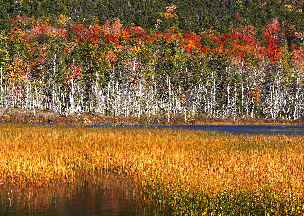 #080298-1 - Upper Hadlock Pond in Autumn, Acadia National Park, Maine, USA