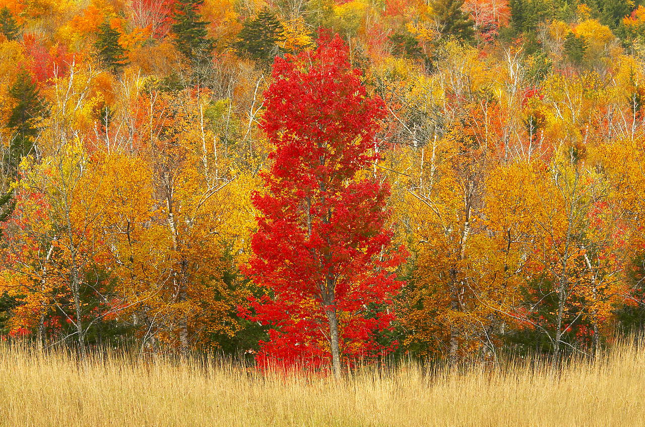 #080315-1 - Red Maple in Forest, Maine, USA