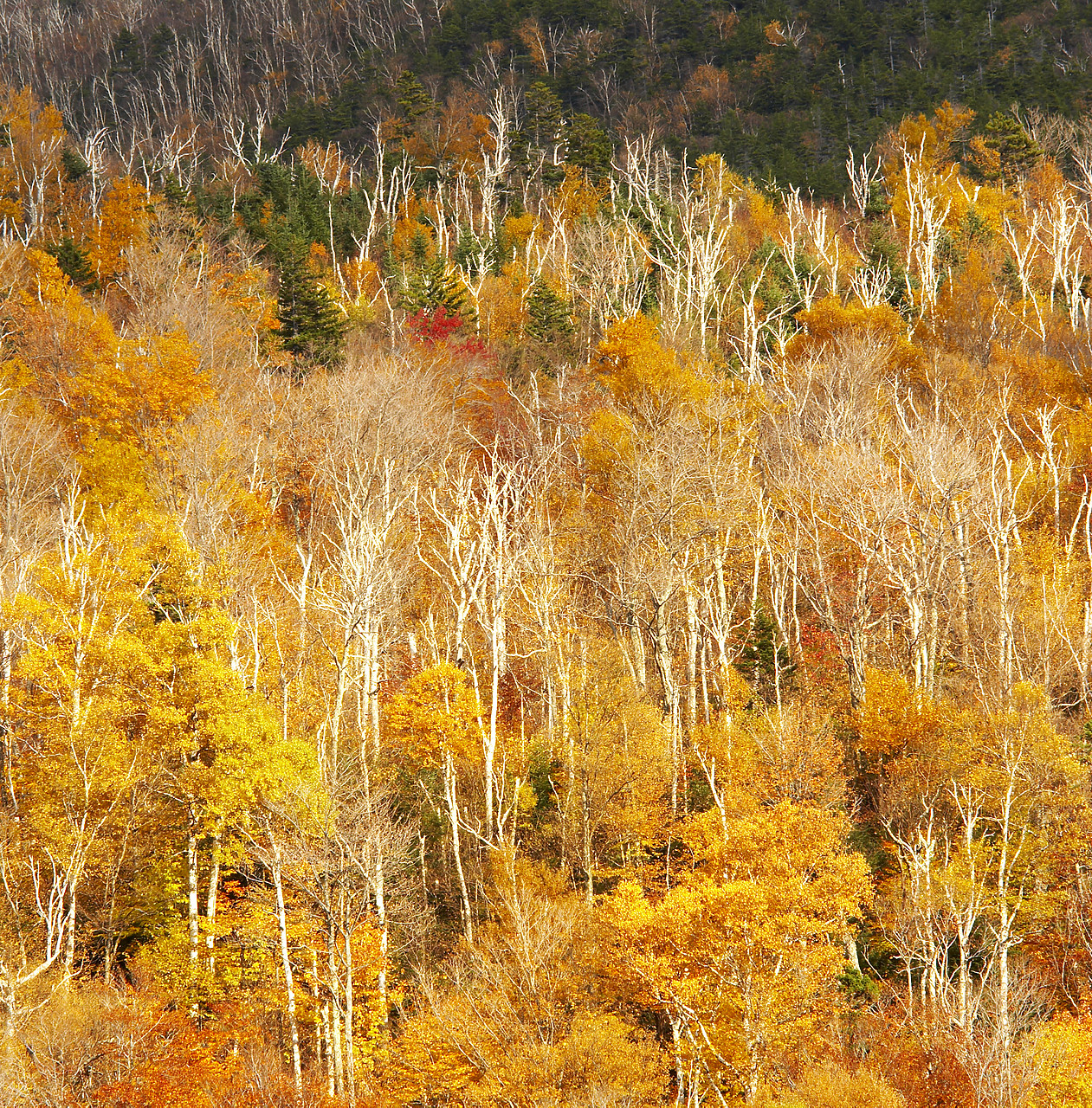 #080319-1 - Silver Birch Trees in Autumn, Pinkham Notch, New Hampshire, USA
