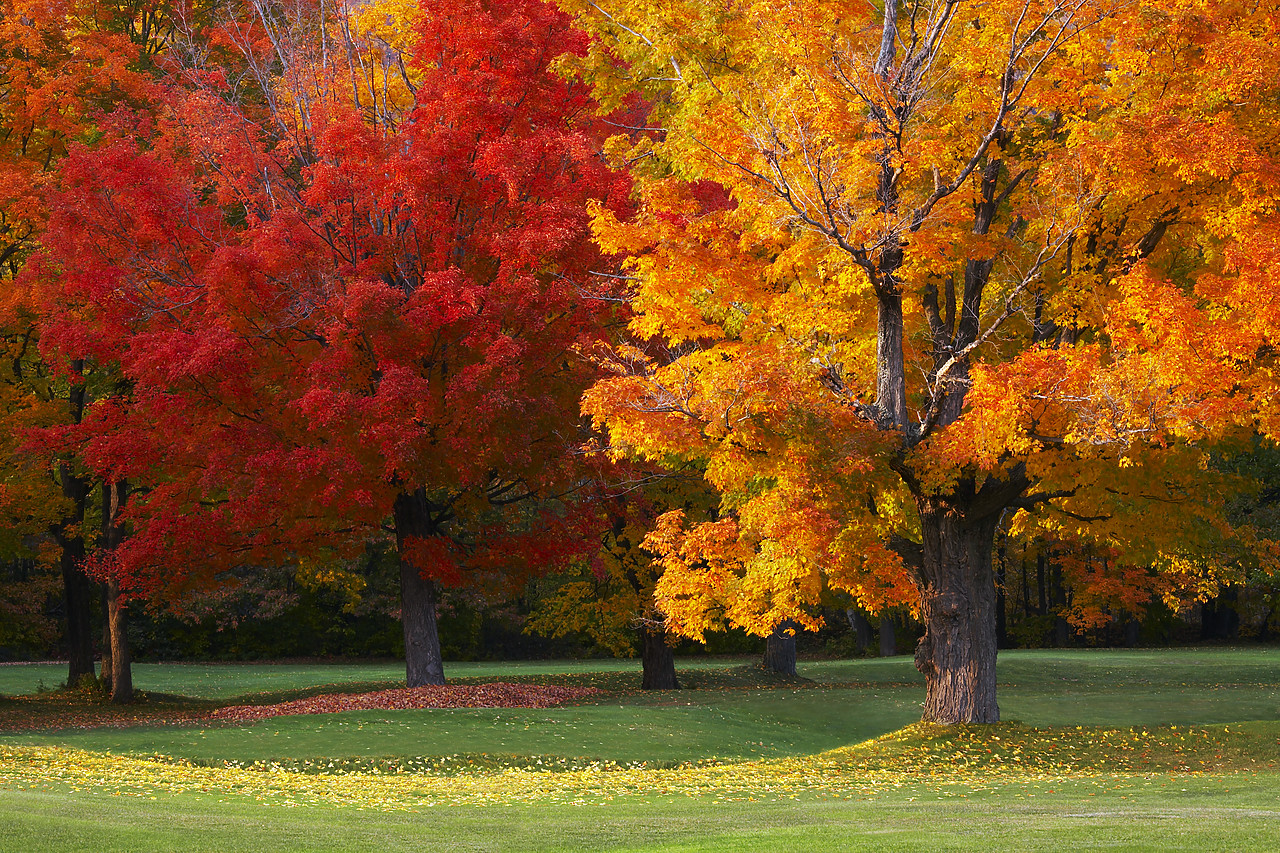 #080321-1 - Maple Trees in Autumn, White Mountains, New Hampshire, USA