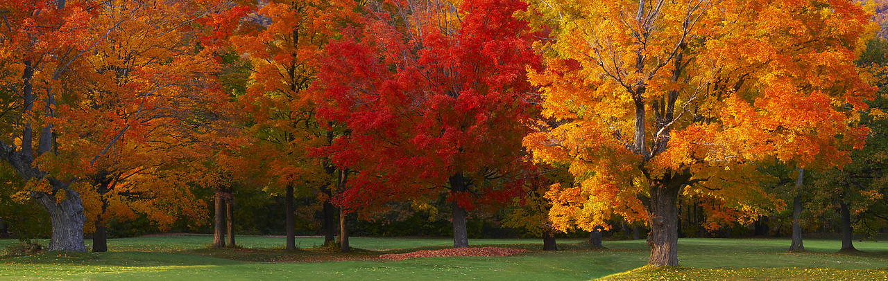 #080321-2 - Maple Trees in Autumn, White Mountains, New Hampshire, USA