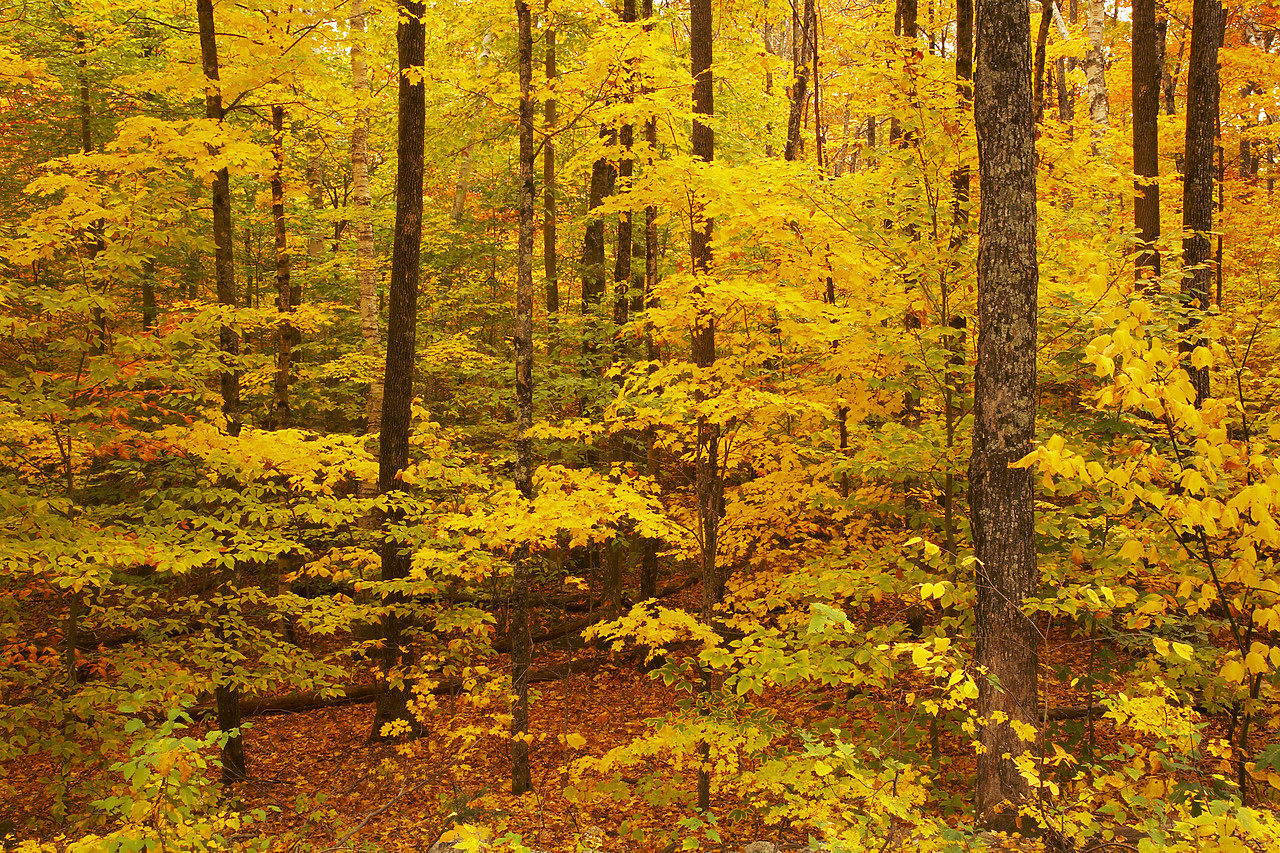 #080328-1 - Woodland in Autumn, Crawford Notch, New Hampshire, USA
