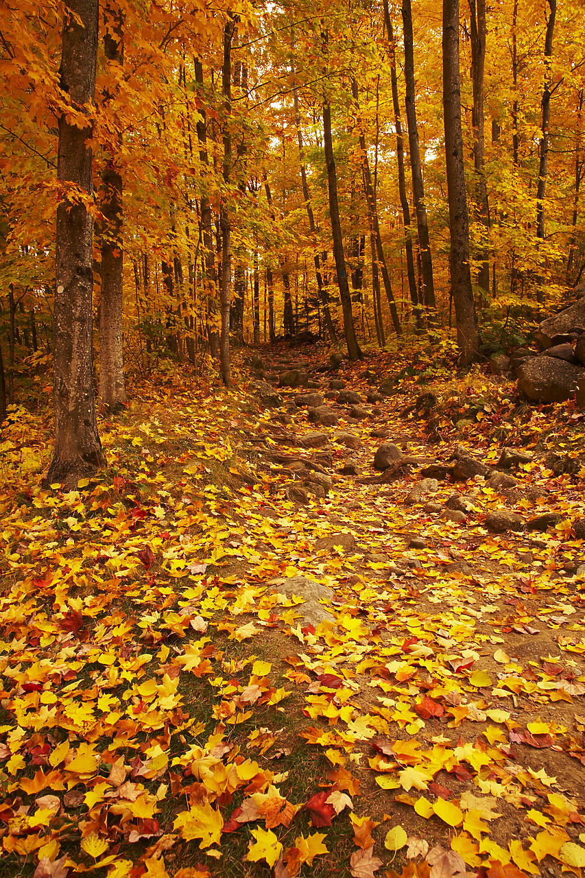 #080329-1 - Woodland in Autumn, Crawford Notch, New Hampshire, USA