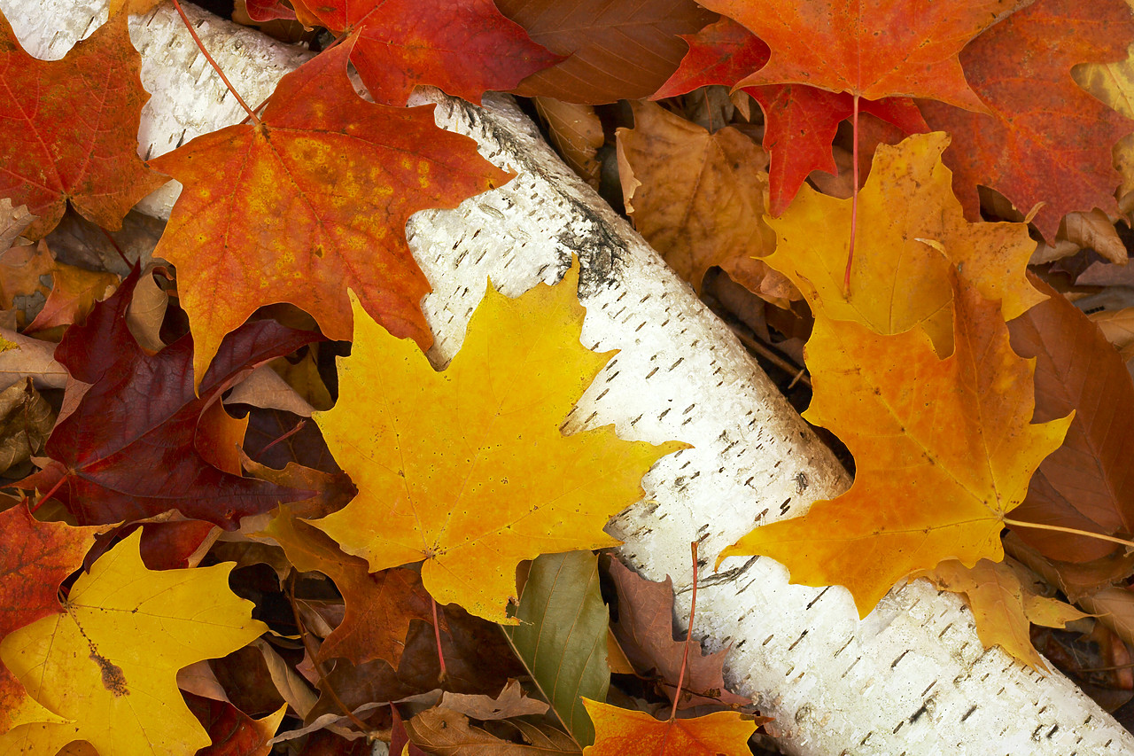 #080330-1 - Autumn Maple Leaves & Birch Wood, New Hampshire, USA