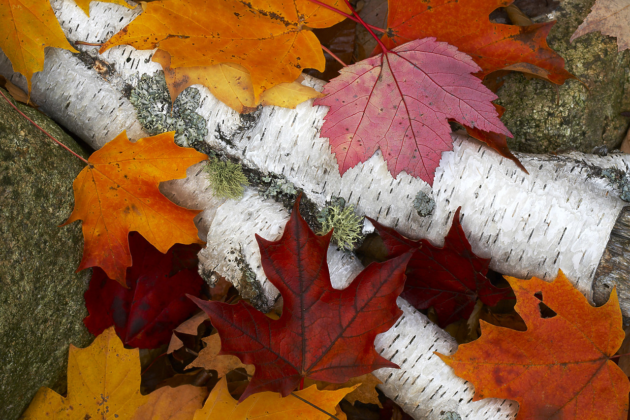 #080331-1 - Autumn Maple Leaves & Birch Wood, New Hamphire, USA
