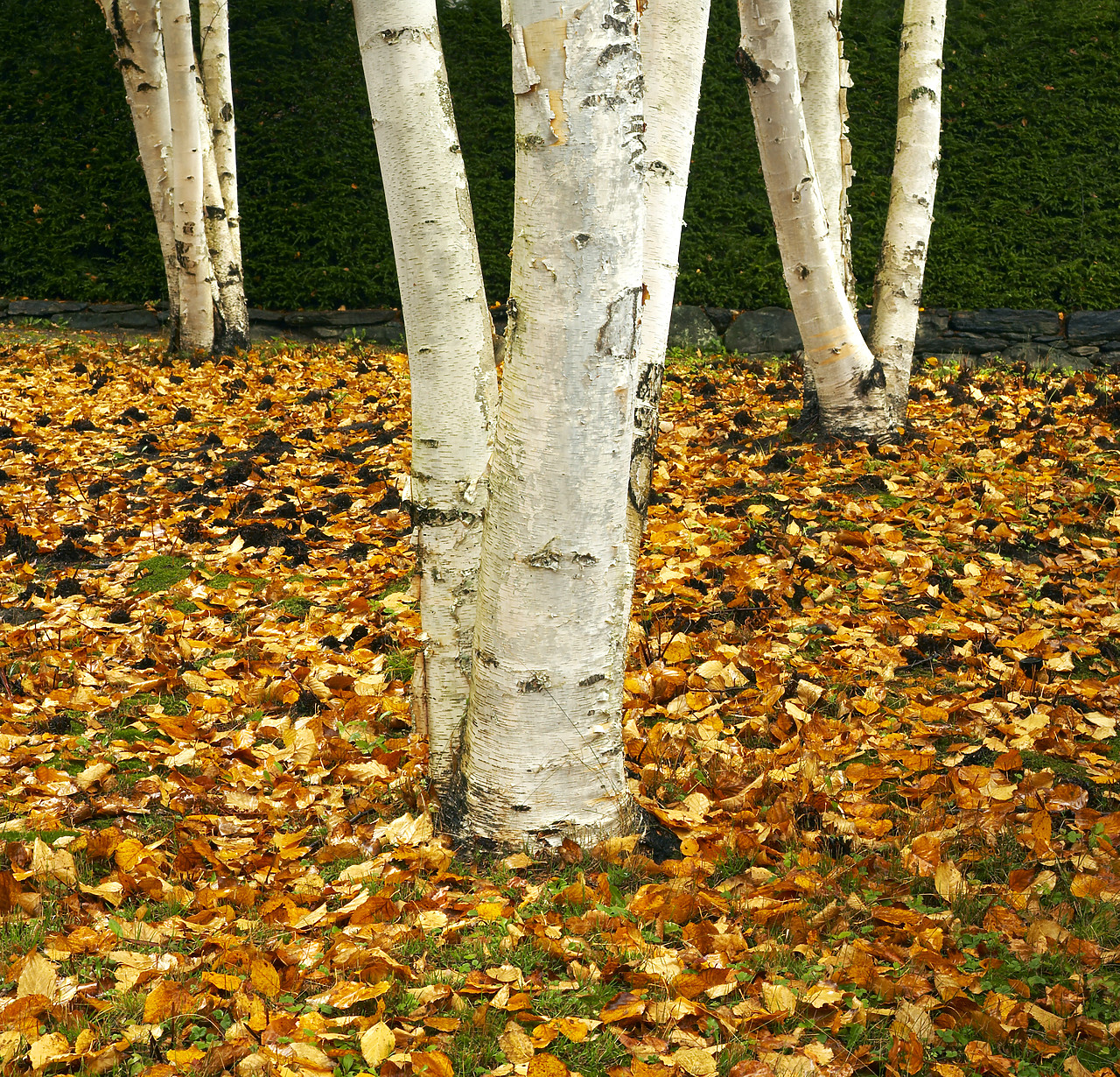 #080333-1 - Birch Trees in Autumn, Woodstock, Vermont, USA