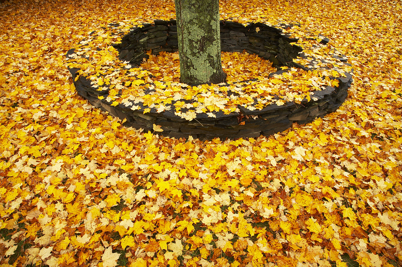 #080341-1 - Wall around Maple Tree in Autumn, Woodstock, Vermont, USA