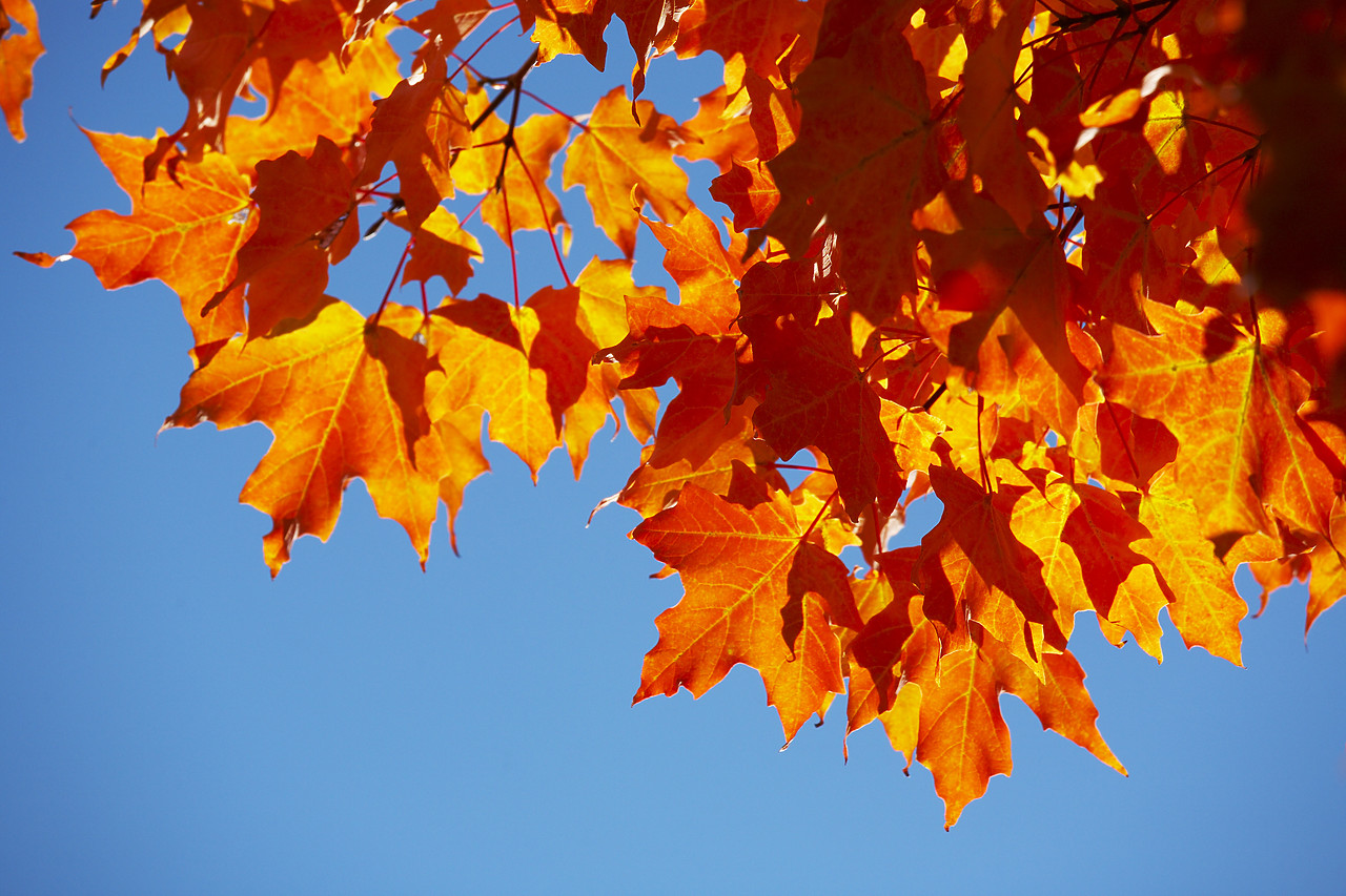 #080344-1 - Maple Leaves against Blue Sky, New England, USA