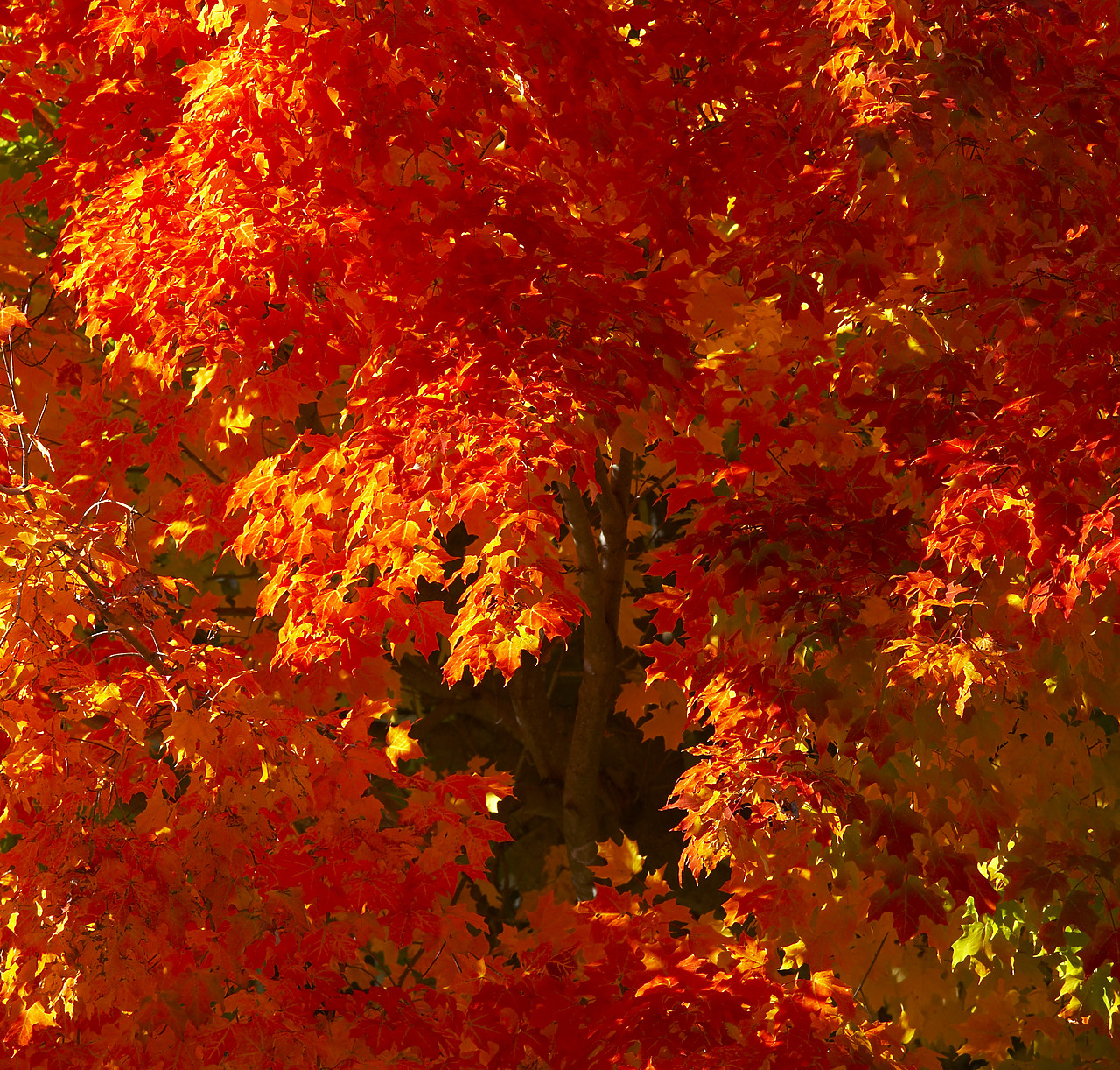 #080345-1 - Maple Tree in Autumn, New England, USA