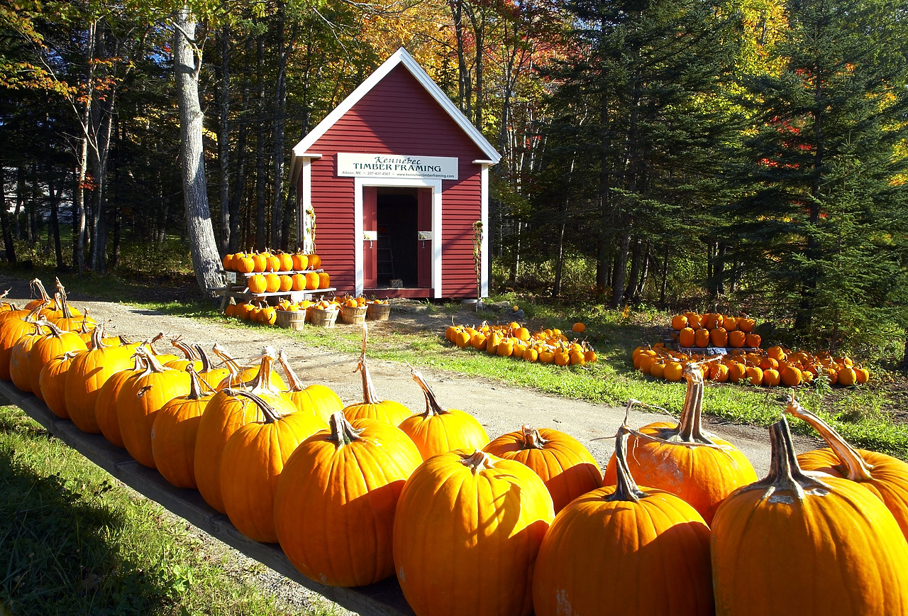 #080348-1 - Pumpkins & Red Barn, Albion, Maine, USA