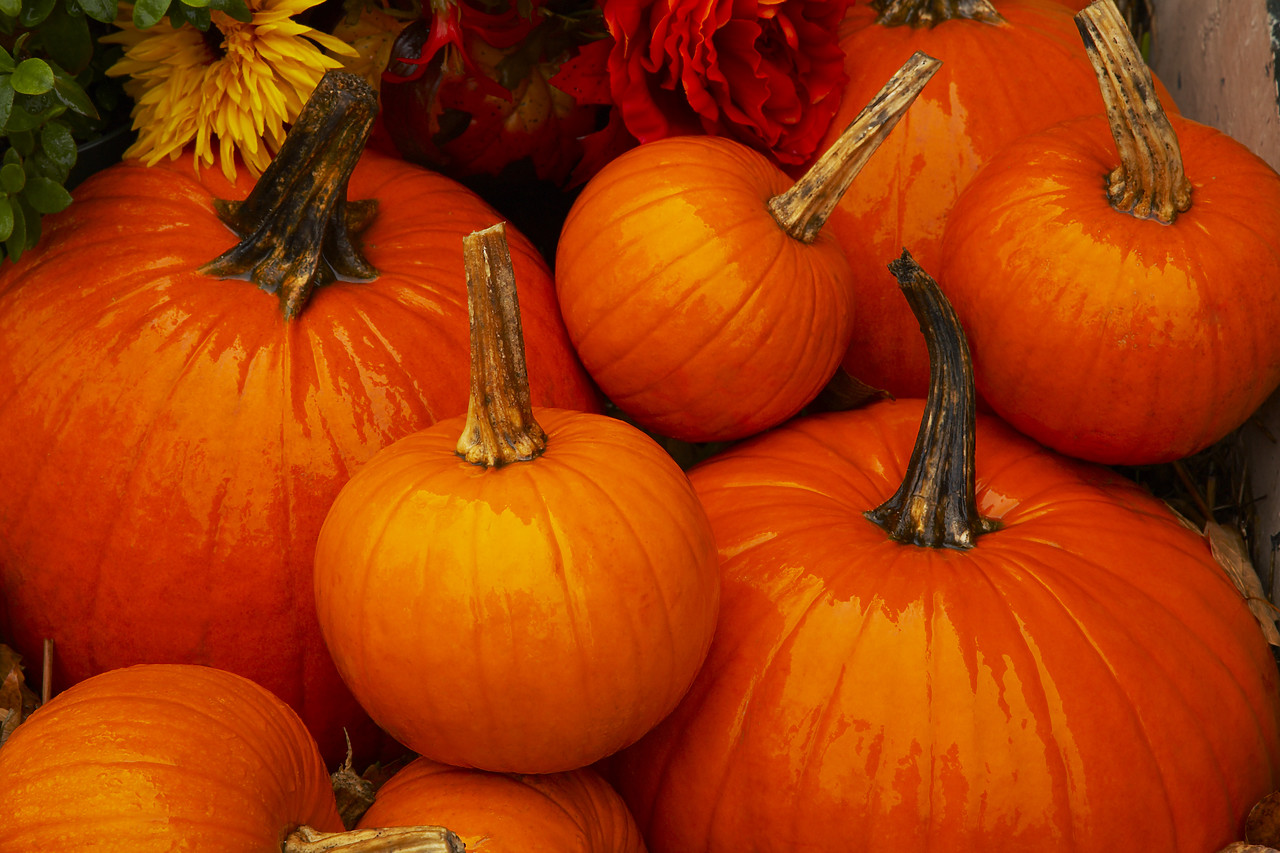 #080349-1 - Pumpkins, New England, USA