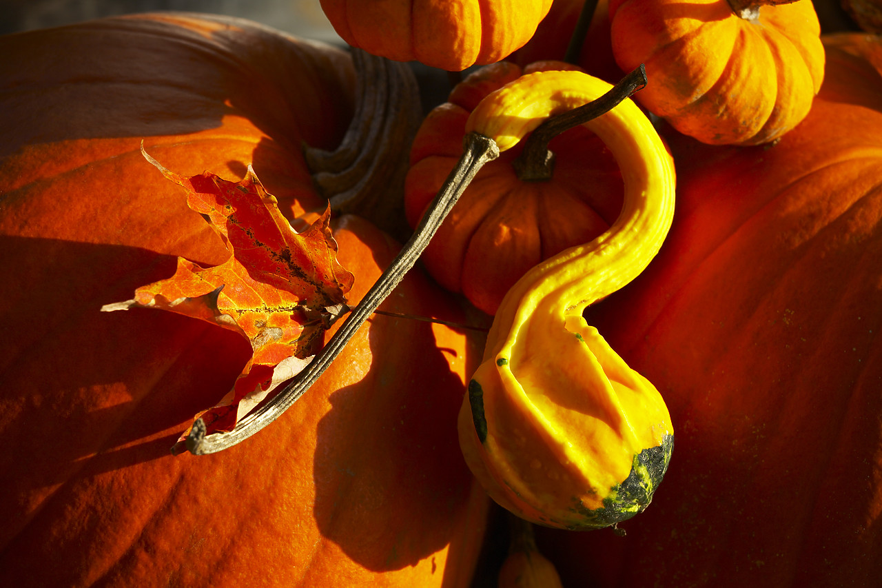 #080350-1 - Pumpkins & Gourds, New England, USA