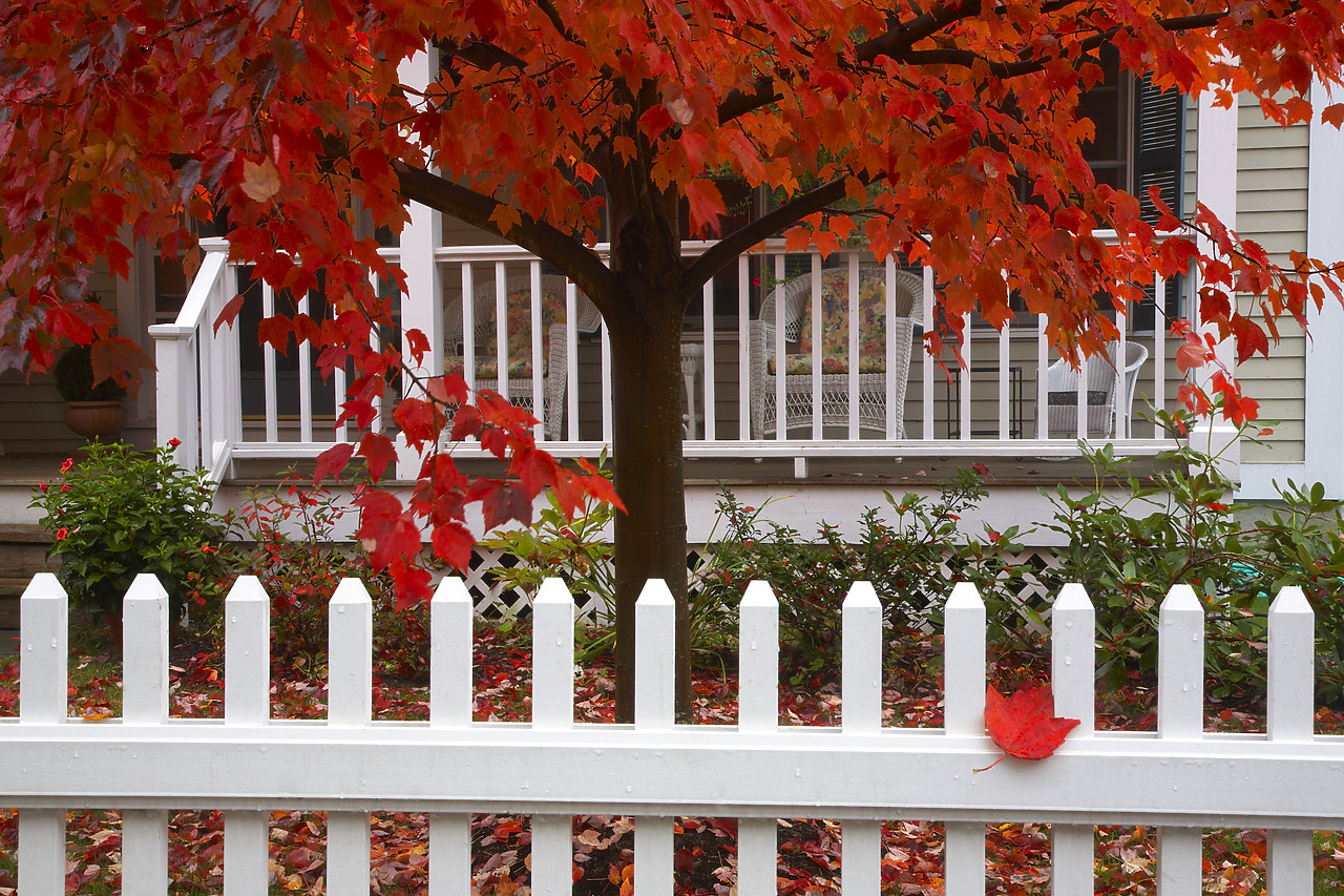 #080355-1 - Red Maple Tree & White Picket Fence, Woodstock, Vermont,USA