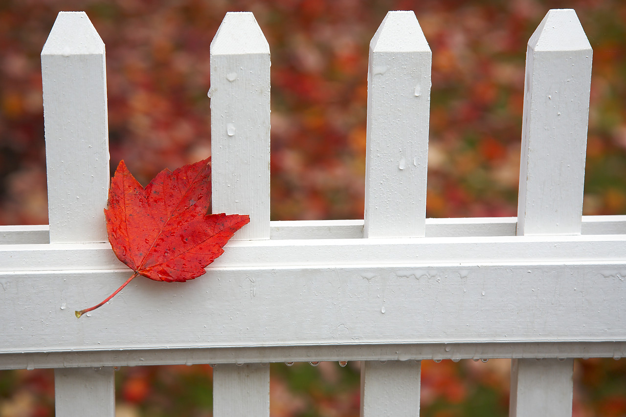 #080356-1 - Red Maple Leaf on Picket Fence, Woodstock, Vermont, USA