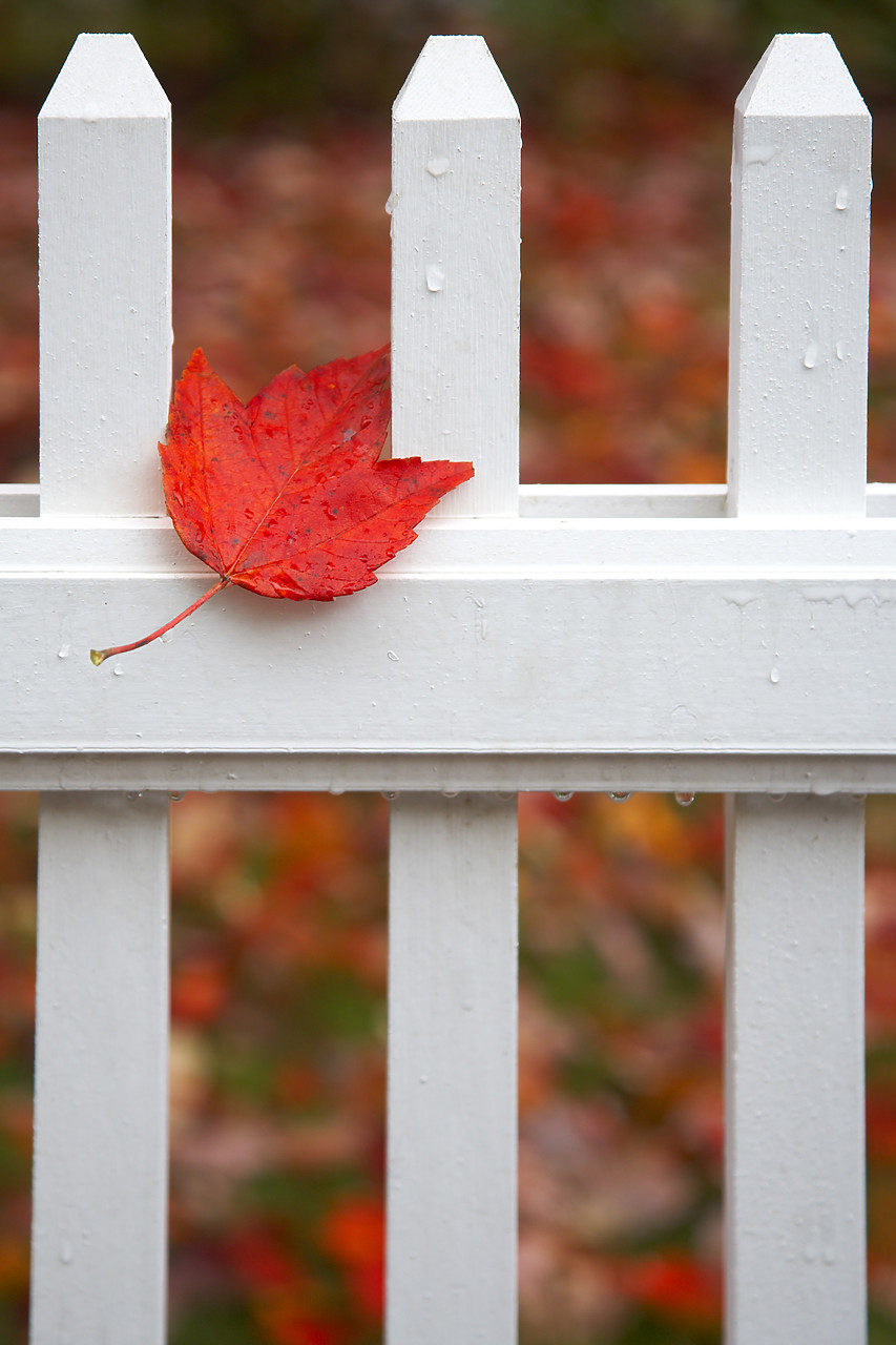 #080356-2 - Red Maple Leaf on Picket Fence, Woodstock, Vermont, USA