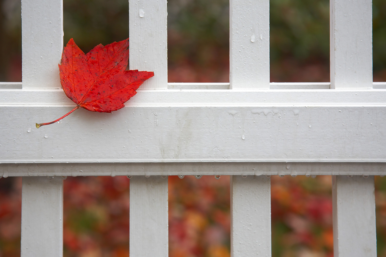 #080357-1 - Red Maple Leaf on Picket Fence, Woodstock, Vermont, USA
