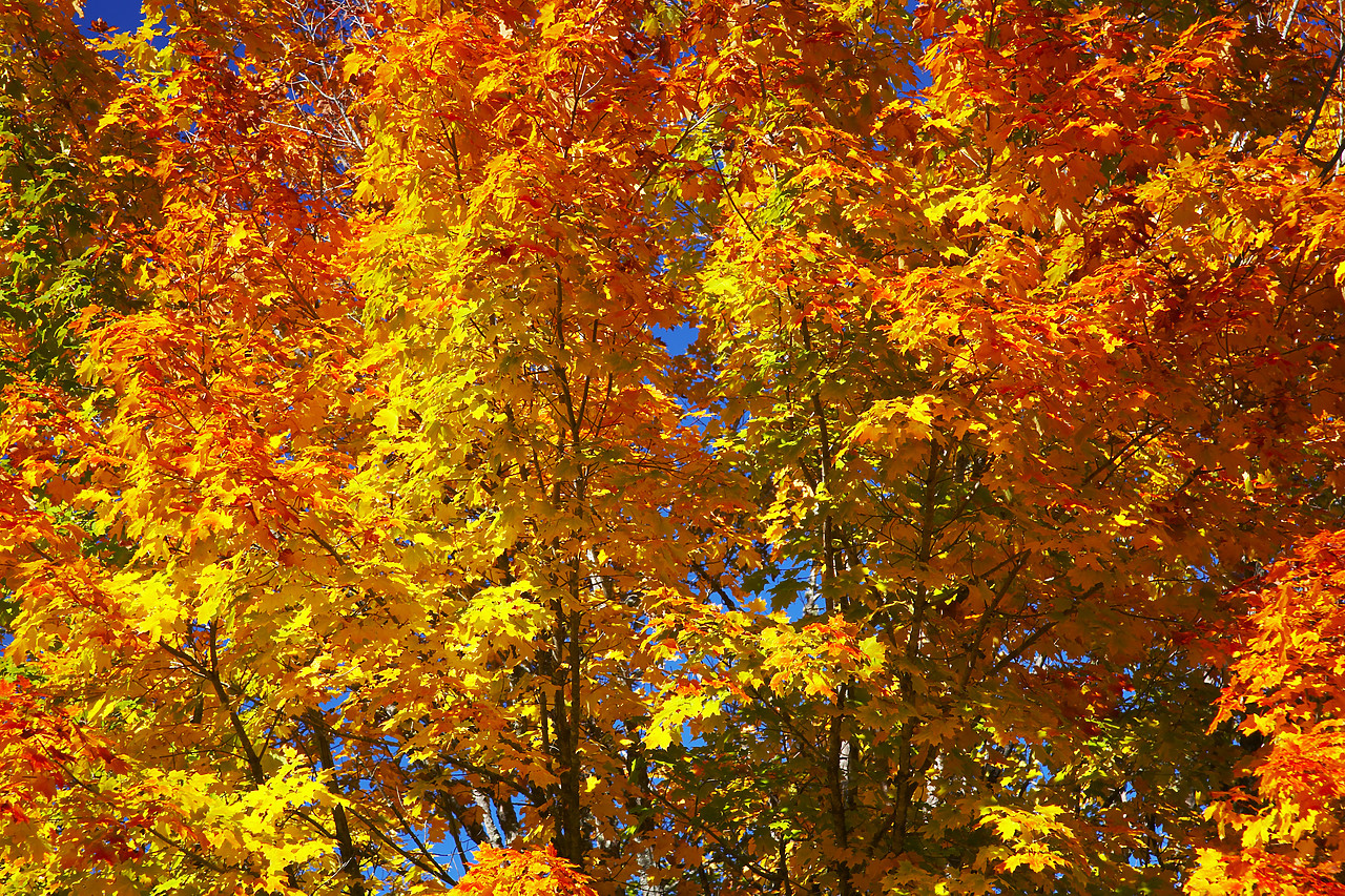 #080378-1 - Tree in Autumn, Vermont, USA