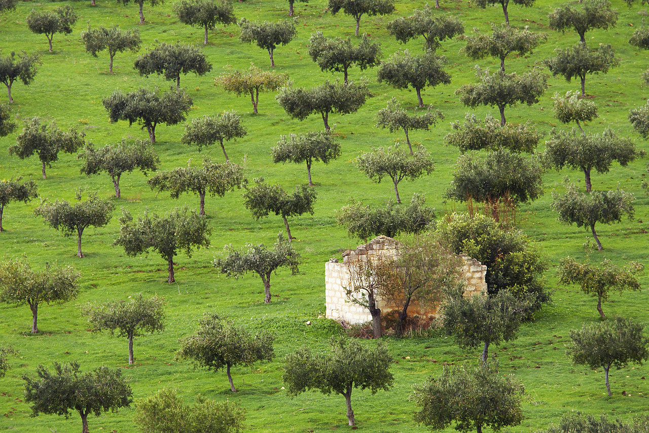 #080427-1 - Field of Trees, Sicily, Italy