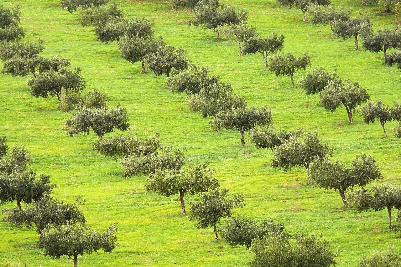 #080428-1 - Field of Trees, Sicily, Italy