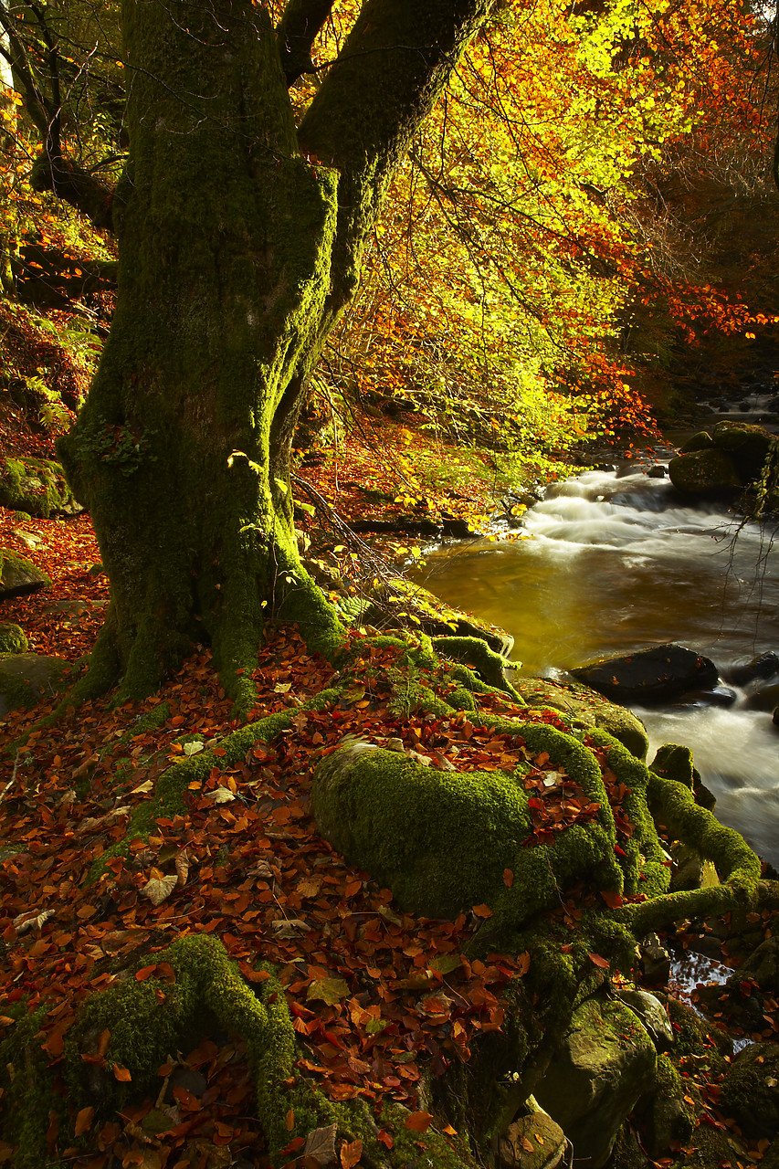 #080463-1 - Moss-covered Tree in Autumn, Birks of Aberfeldy, Tayside Region, Scotland