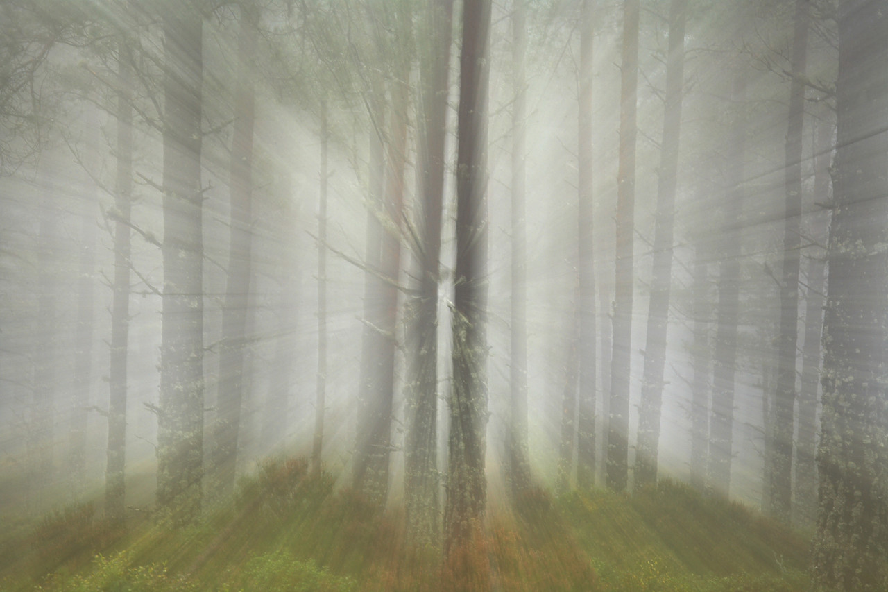 #080475-1 - Pine Trees in Mist, Glenmore Forest Park, Aviemore, Highland Region, Scotland