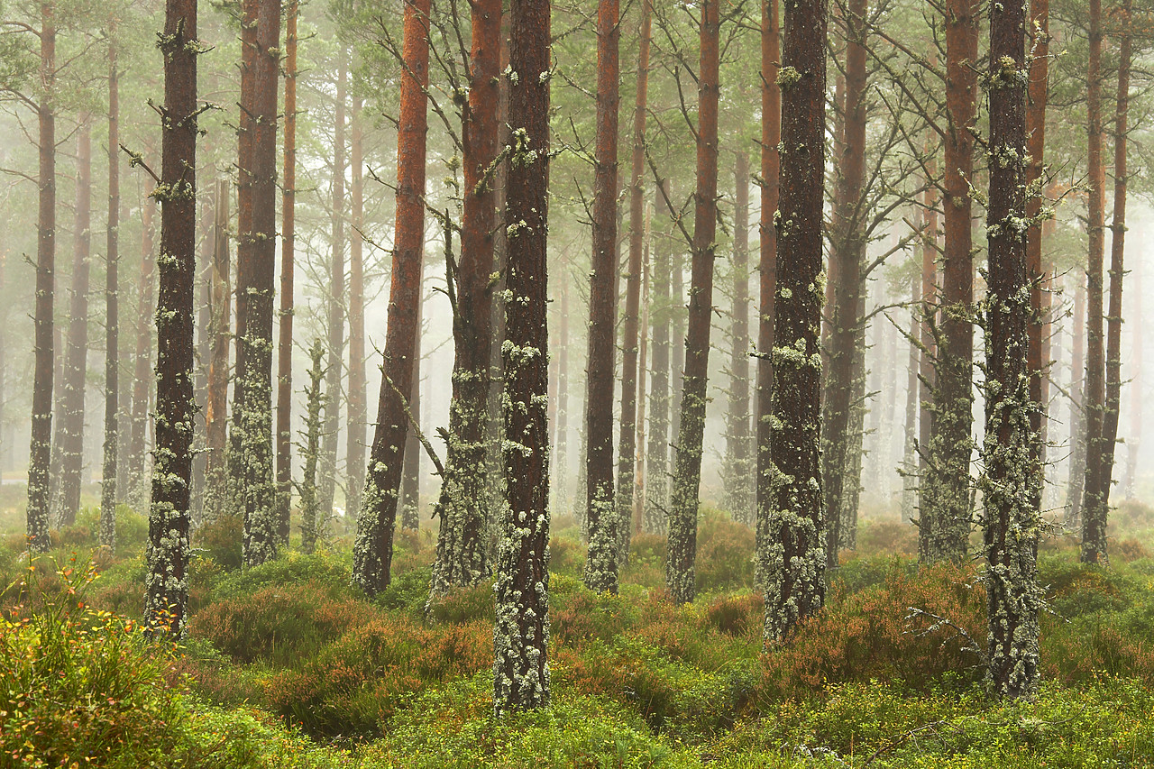 #080476-1 - Pine Trees in Mist, Glenmore Forest Park, Aviemore, Highland Region, Scotland