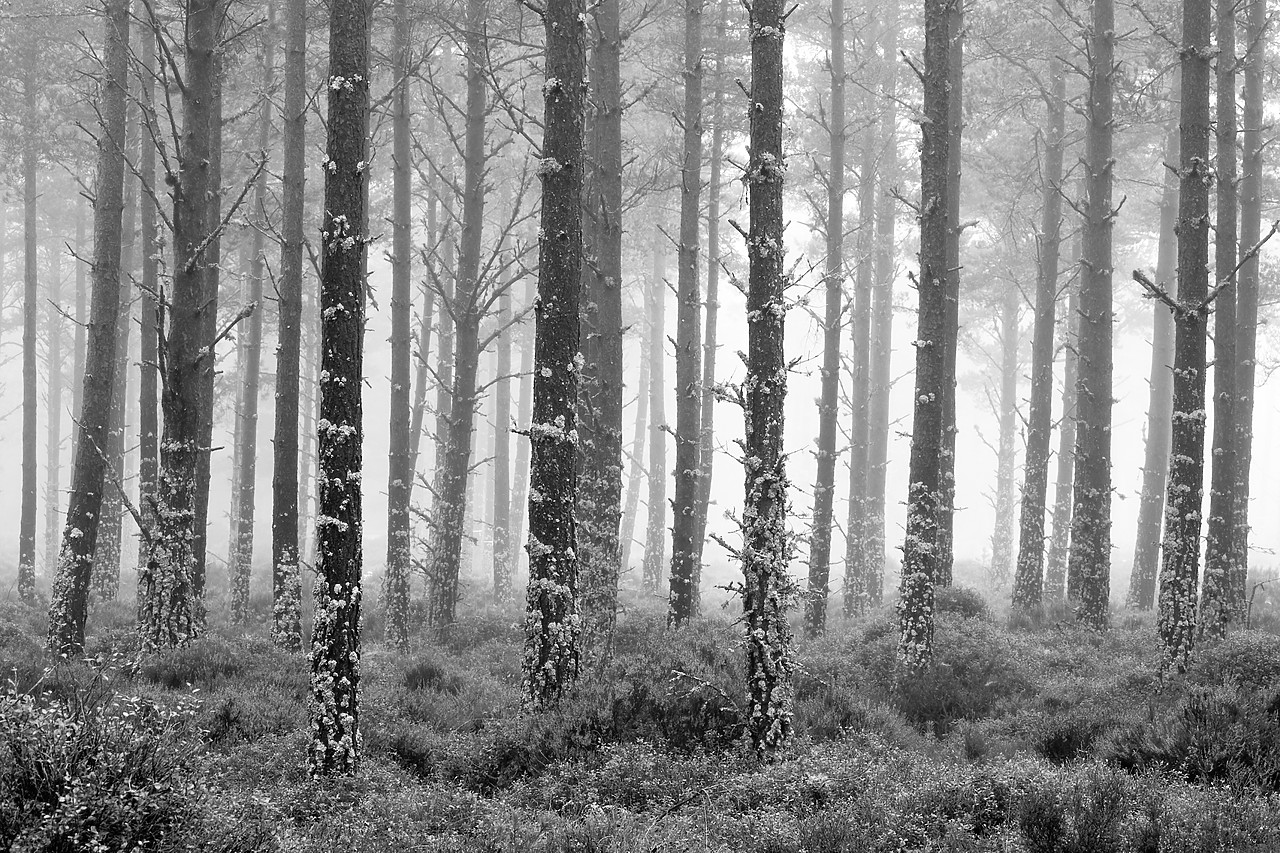 #080477-1 - Pine Trees in Mist, Glenmore Forest Park, Aviemore, Highland Region, Scotland